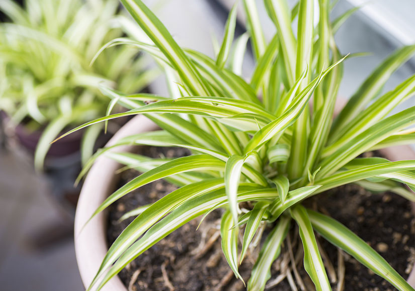 Why Every Apartment Needs Plants